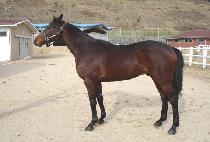 �������� (MAGIC FORCE) ����