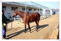 �ֶ�ĸƾ (SOLAR CAPTAIN) ����