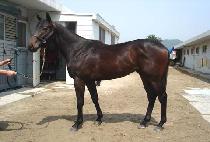 ŷ���ε� (KING��S ROAD) ����