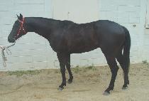 ���ŷ (RAON KING) ����