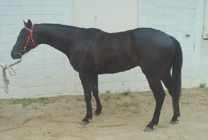 ���ŷ ����