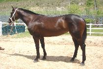 ������ (SAEMSOTEUL) ����