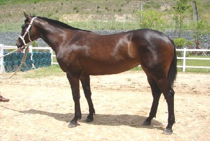 ������ ����