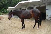 �ƽ��� (MAX RUN) ����