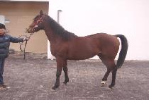 �����Ҷ� (NANGONG BULLAK) ����