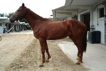 �ڿ�� (JAUNBI) ����