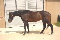 �丣 (THOR) ����