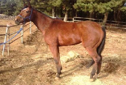 ��ȿ ����