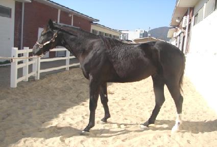 ���ī�̾� ����