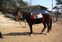 ���׷뵥�� (THE GROOM DAY) ����