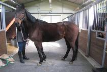 ���׷���� (THE GROOM MAGIC) ����