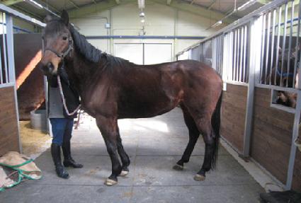 ���׷���� ����