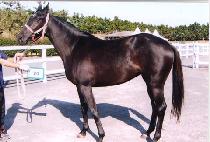 �ﺸ���޺� (SAMBOUI HAETBIT) ����