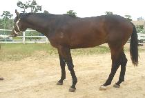 �����ΰ�� (CHAMPAGNE GOLD) ����