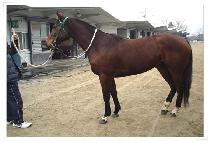 ���ǵ���� (SPEEDY WONDER) ����