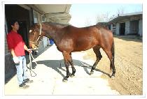 õ��ȭ (CHEONNYEONHWA) ����