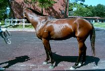 �ٷλ������ (BAROSSA WARRIOR) ����