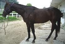 ���̿ö���Ʈ (IOLITE) ����