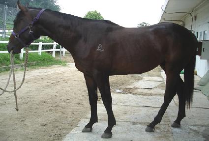 ���̿ö���Ʈ ����