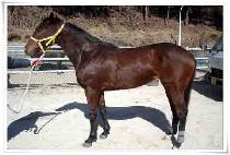 ����Ʈ�� (SWEET GIRL) ����