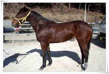 ����Ʈ�� ����