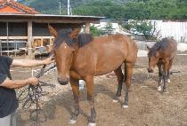 �������۷θ� (PRINCE GLORY) ����