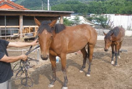 �������۷θ� ����