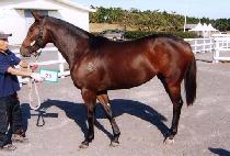 ����� (SAMGWANWANG) ����