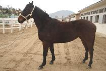 ����Ȳ�� (BORYEONG HWANGJE) ����