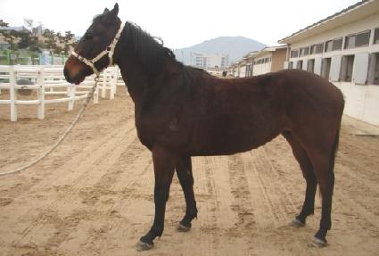 ����Ȳ�� ����