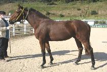 ũ���������� (CLAY PRINCE) ����