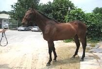 �Ҳ����� (BULKKOT JUJA) ����