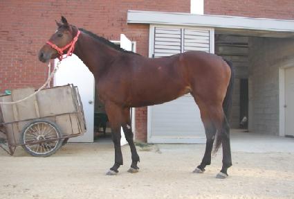 ������Ŀ ����