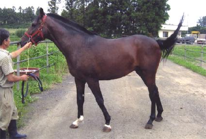 ����ȣ ����