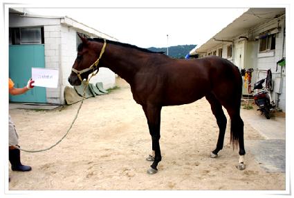 �׸��븮 ����