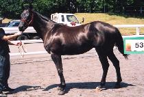 ������� (FREE WOODY) ����