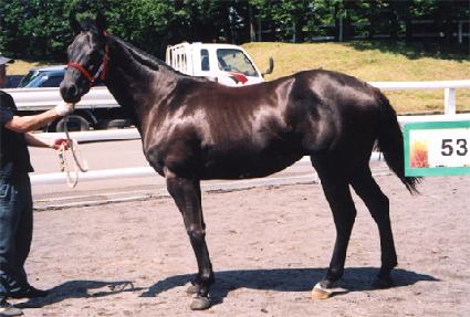 ������� ����