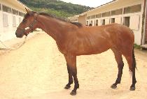 ���Ǹ� (SPIRIT) ����