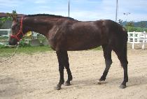 ��ǳ�뵵 (POKPUNGNODO) ����