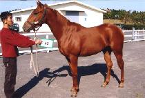 ���ε� (FRODO) ����