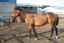 õ��ȣ (CHEONDUNGHO) ����