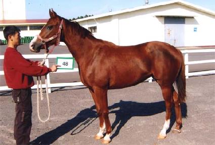 ������� ����