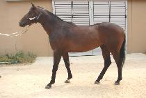 Ž�󿵿� (TAMNA YEONGUNG) ����