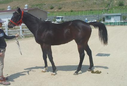 ���ø����̾� ����