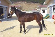 ���ĺ��� (PICTURE BROWN) ����