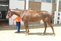 ���̾� (DIA) ����