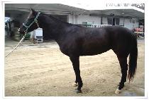 �������� (GAESEONG GONGDAN) ����