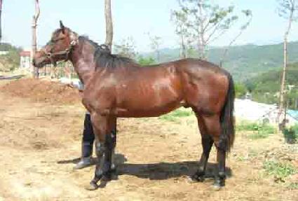 ȫ���� ����