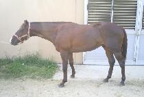 ����� (NOBLE MAN) ����