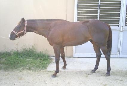 ����� ����